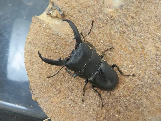 天然ヒラタクワガタ（福岡県福津市）48ミリ