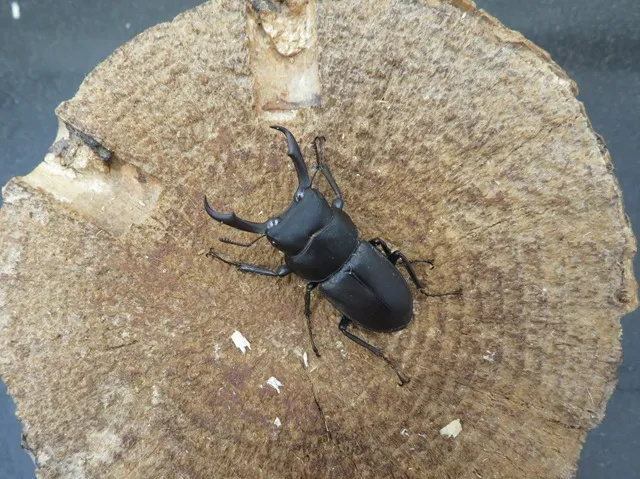 天然コクワガタ（福岡県福津市）35ミリ