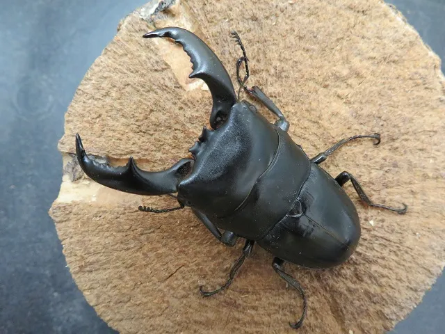 アマミヒラタクワガタ70ミリペア販売/クワガタ工房 虫吉