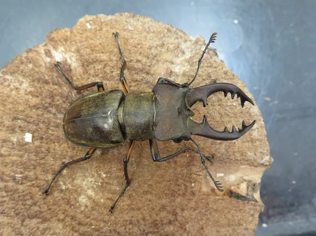 天然ミヤマクワガタ（宮崎県日南市産）58ミリペア販売/クワガタ工房 虫吉