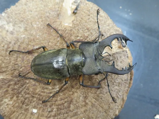 天然ミヤマクワガタ（宮崎県日南市産）68ミリペア販売/クワガタ工房 虫吉