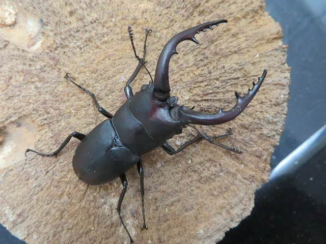 天然ノコギリクワガタ（宮崎県産）55ミリ