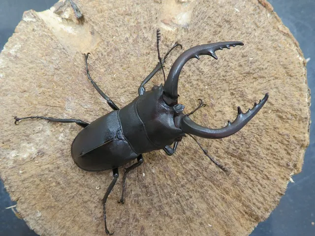 天然ノコギリクワガタ（宮崎県産）60ミリ