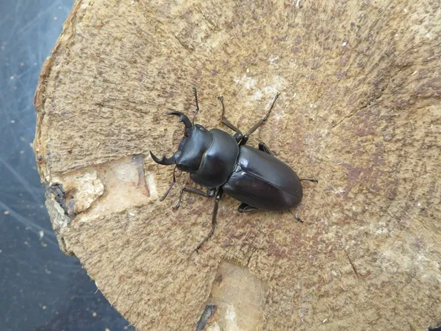 アマミコクワガタ34ミリ