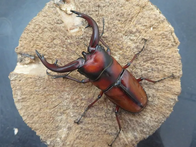 トカラノコギリクワガタ（悪石島）71ミリ