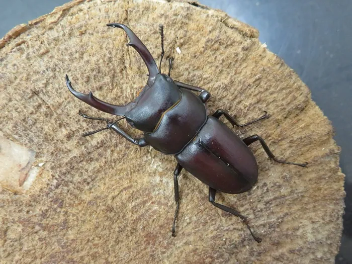 ヤクシマコクワガタ49ミリ