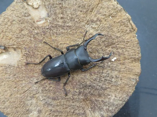 天然コクワガタ（宮崎県）45ミリ