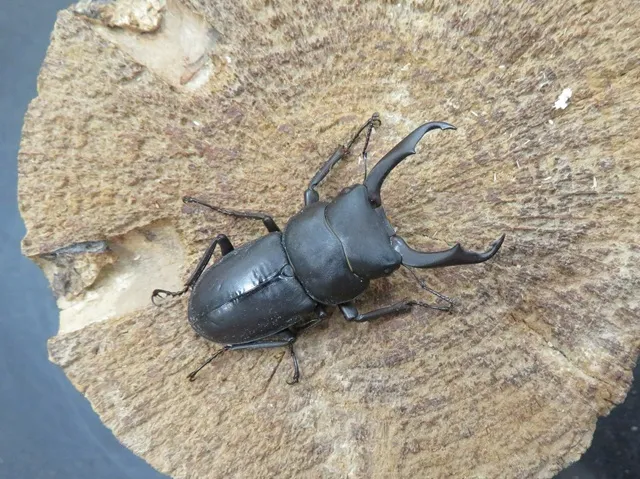 天然コクワガタ（宮崎県）46ミリ