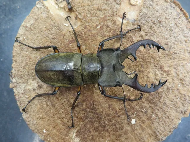 天然ミヤマクワガタ（宮崎県日南市産）65ミリペア販売/クワガタ工房 虫吉