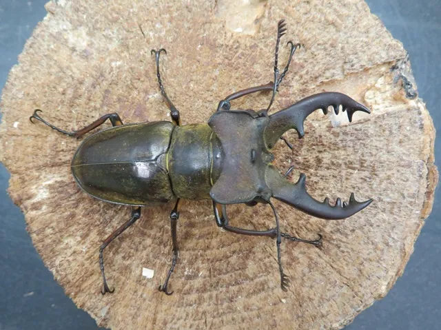 天然ミヤマクワガタ（宮崎県日南市産）70ミリペア販売/クワガタ工房 虫吉