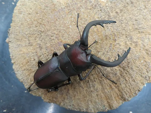 天然ノコギリクワガタ（宮崎県産）63ミリ