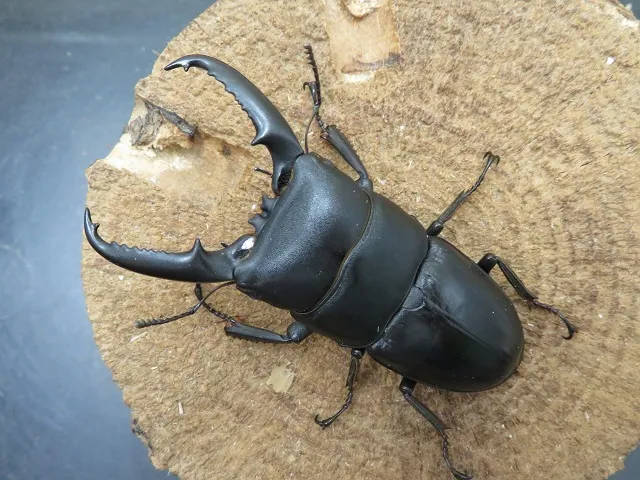 イキヒラタクワガタ70ミリ