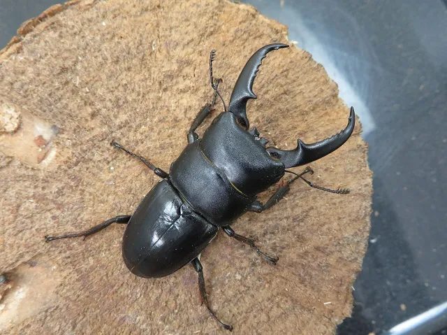 天然ヒラタクワガタ（宮崎県産）58ミリ