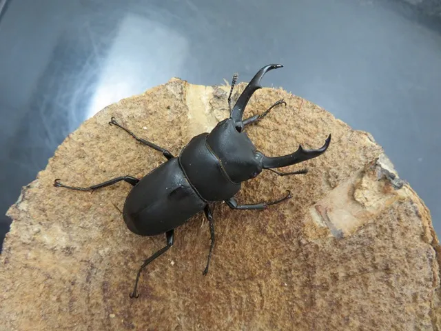 天然コクワガタ（宮崎県産）47ミリ