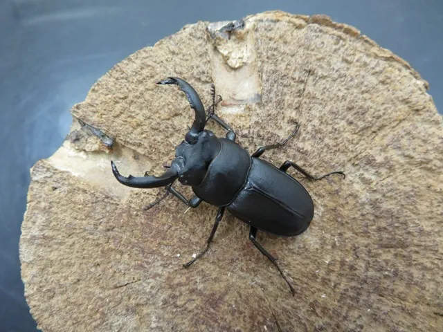 標本　値下げ可 大型 野外品アマミシカクワガタ ♂41.2mmペア アマミシカクワガタ40㎜ペア(53)(後食済み) | クワガタTOP GUN