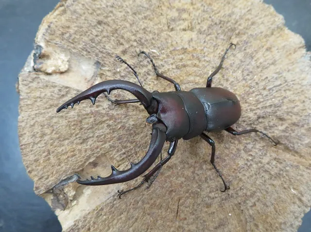 天然ノコギリクワガタ（福岡県うきは）55ミリ