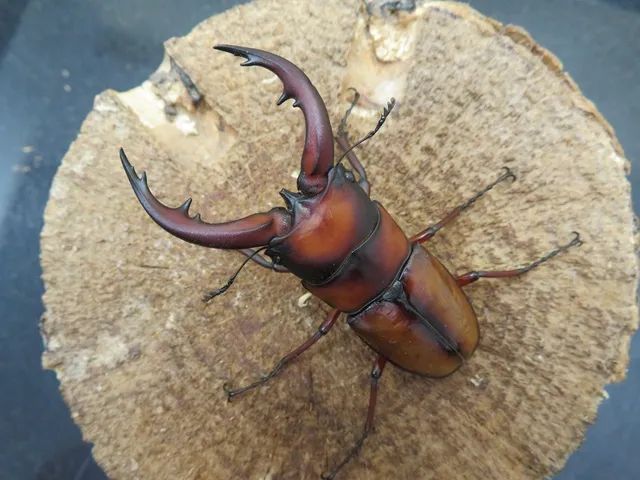トカラノコギリクワガタ65ミリ
