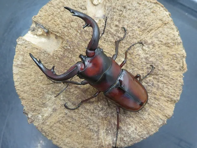 トカラノコギリクワガタ（中之島）70ミリ