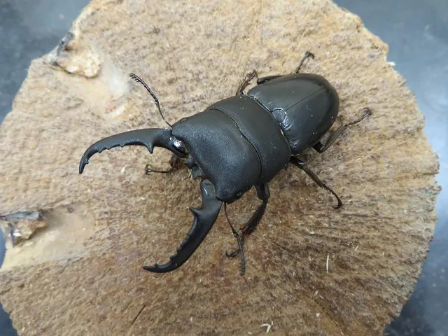 天然本土ヒラタクワガタ（福岡県うきは市産）55ミリペア販売/クワガタ