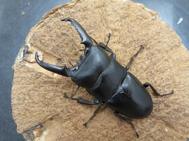 イキヒラタクワガタ65ミリ