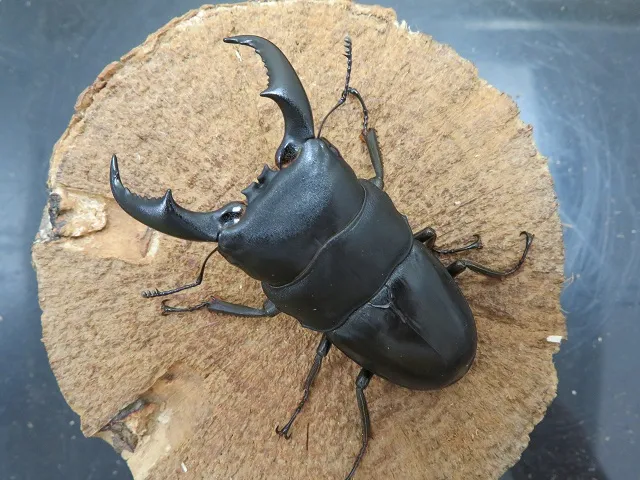 アマミヒラタクワガタ特大71ミリペアの販売/クワガタ工房 虫吉