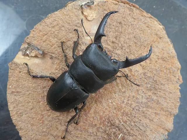 □希少□スマトラヒラタクワガタ オス、メス、ペアです。飼育セット付き