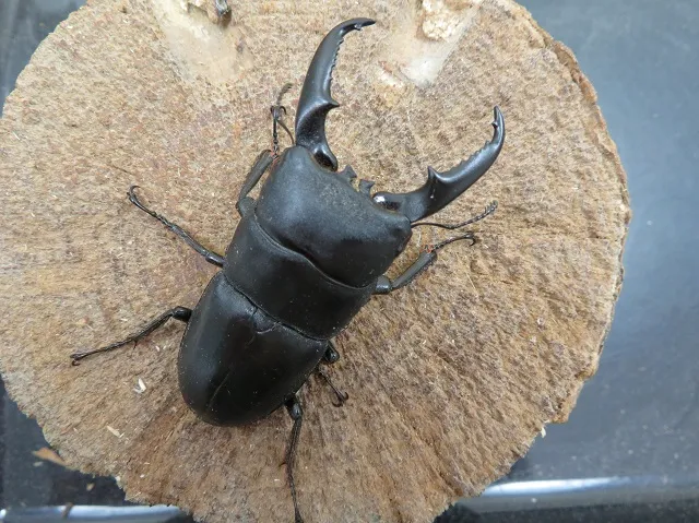 天然ヒラタクワガタ（宮崎県産）64ミリ