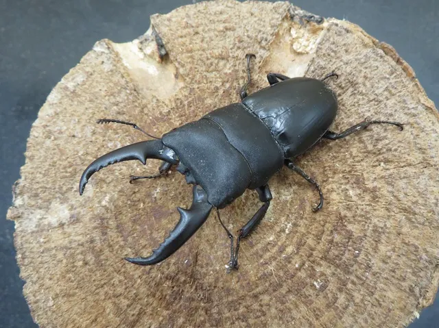 インド ヒラタクワガタ 標本 65.2 ㎜ ］こんな大きなヒラタがお散歩？ | Project WILD MUSEUM