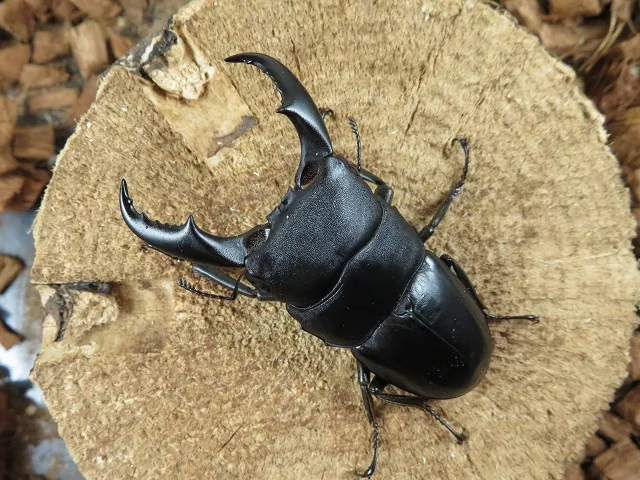 サキシマヒラタクワガタ（石垣島）65ミリペア販売/クワガタ工房 虫吉