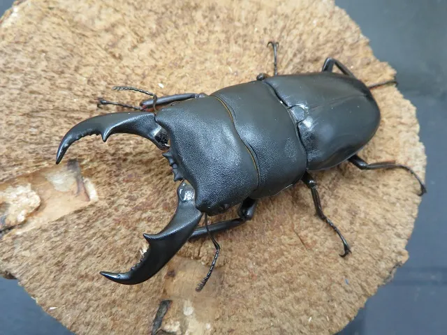 サキシマヒラタクワガタ（石垣島産）73ミリペア販売/クワガタ