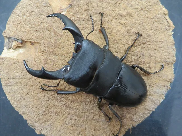 サキシマヒラタクワガタ（石垣島産）71ミリペア販売/クワガタ工房 虫吉