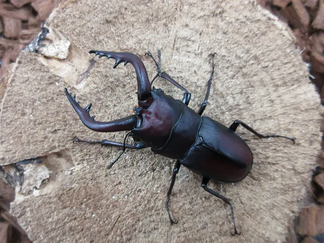 対馬産ノコギリクワガタ60ミリ