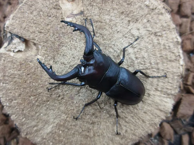 カシワギ様 STAFF STYLING｜THE SHOP YOHJI YAMAMOTO