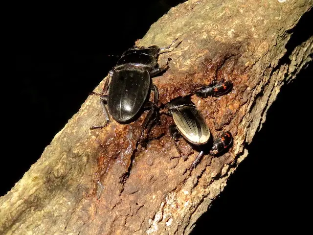 樹液を吸うヒラタクワガタのオスとメス