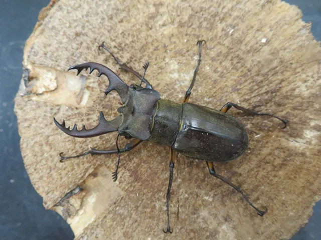 天然ミヤマクワガタ福岡県福津市産55ミリペア販売/クワガタ工房 虫吉