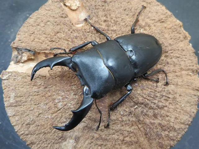 サキシマヒラタクワガタ68ミリ