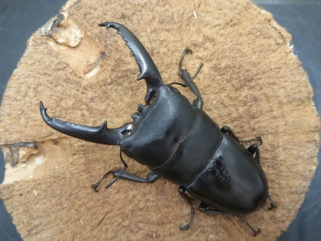 ツシマヒラタクワガタ72ミリペア販売/クワガタ工房 虫吉