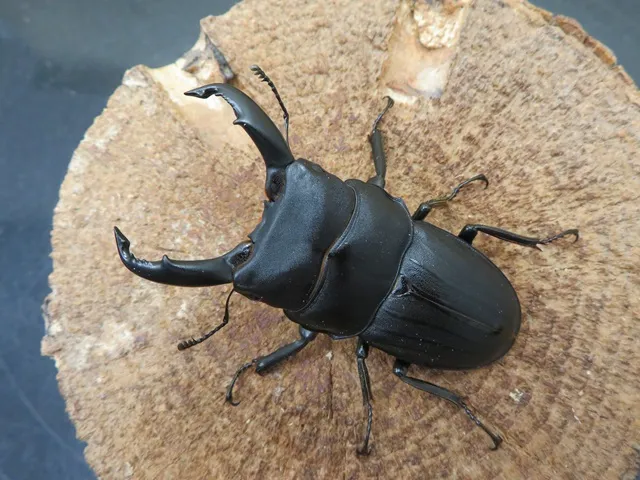 スジブトヒラタクワガタ（徳之島産）60ミリペア販売/クワガタ工房 虫吉