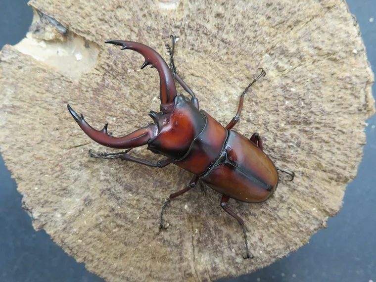 トカラノコギリクワガタ(悪石島)57ミリ