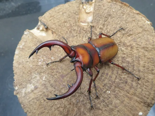 トカラノコギリクワガタ（悪石島）60ミリ