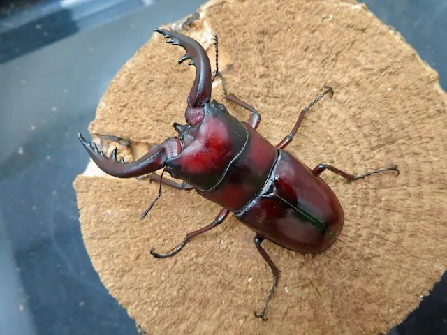 トクノシマノコギリクワガタ【赤タイプ】70ミリペア販売/クワガタ工房 虫吉