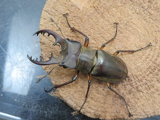 天然ミヤマクワガタ福岡県福津市産58ミリペア販売/クワガタ工房 虫吉