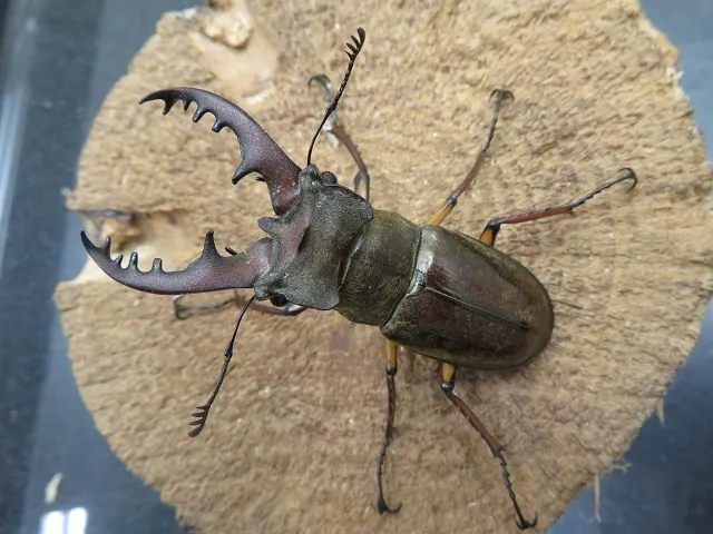 天然ミヤマクワガタ福岡県福津市産60ミリペアの販売/クワガタ工房 虫吉