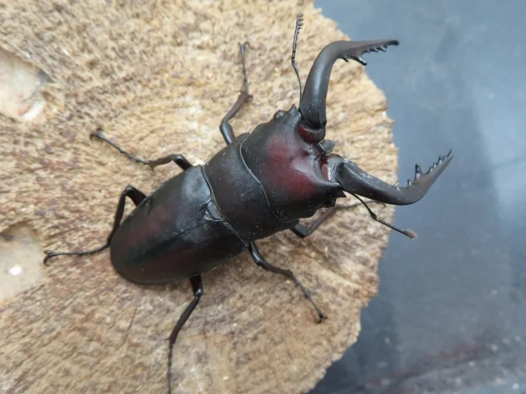 天然ノコギリクワガタ（宮崎県産）70ミリ