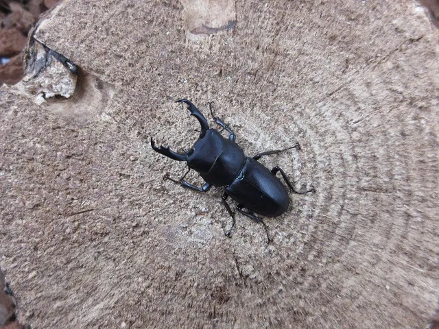 天然スジクワガタ（宮崎県産）30ミリペア販売/クワガタ工房 虫吉