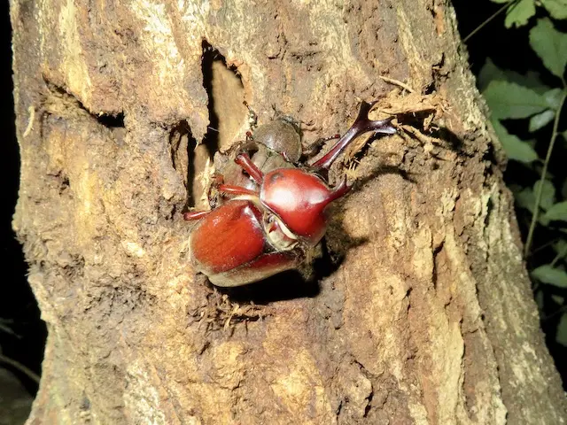 綺麗な赤いカブトムシ