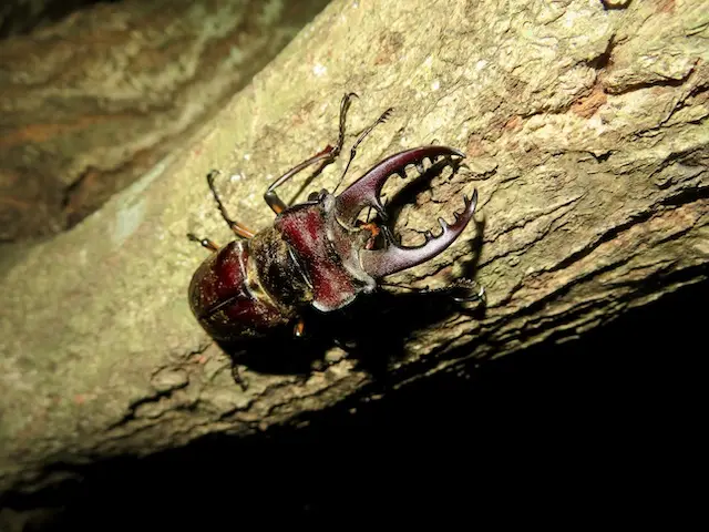 コナラの幹を登るミヤマクワガタ