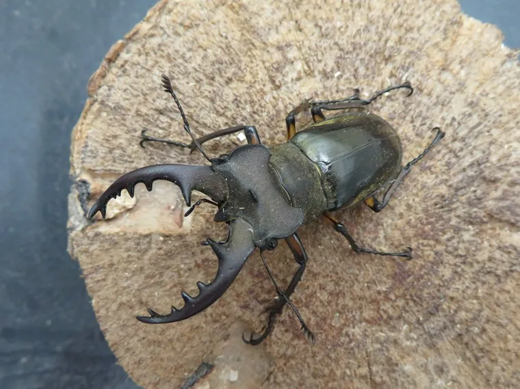 くわかぶプラネット / エラフスミヤマクワガタペア 【外国産クワガタ