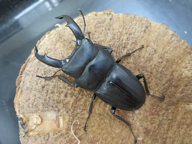 スジブトヒラタクワガタ(奄美大島)58ミリ
