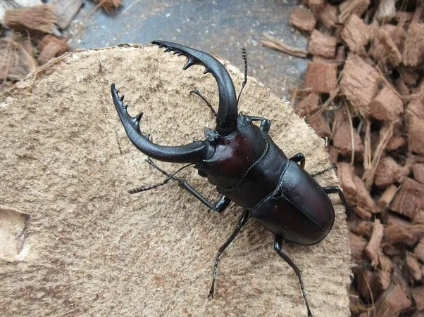 天然壱岐産ノコギリクワガタ63ミリ